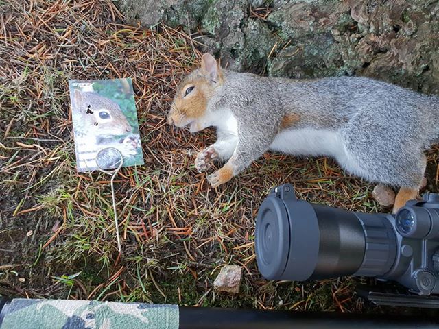 Life Size Vermin Targets - Brown Rat and Grey Squirrel - Image 5